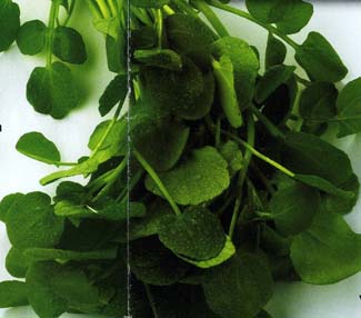 Water Cress